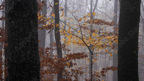 Aultman trees in the forest. Nature autumn background