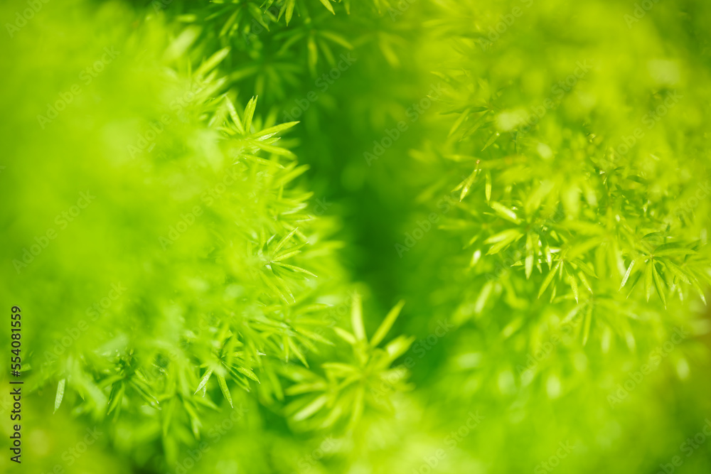 Abstract nature green blurred background nature leaf on greenery background in garden with copy space using as background wallpaper page concept. Abstract nature green blurred background nature leaf on greenery background in garden with copy space using as background wallpaper page concept.