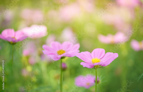 Closeup of pink Cosmos flower with yellow pollen under sunlight with copy space using as background natural plants landscape  ecology wallpaper cover page concept.