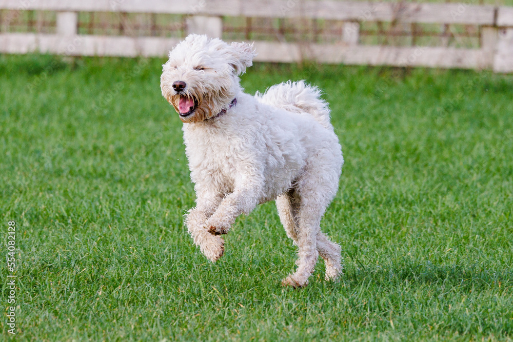 Rennender Hund auf Wiese Rennender Hund auf Wiese