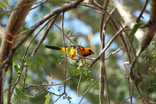 Fotografia Icterus gularis
