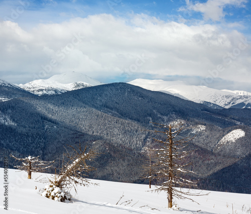 Picturesque winter mountain view from Skupova mountain slope with some withered windbreak trees. Ukraine, view to Chornohora ridge, Carpathian. photo