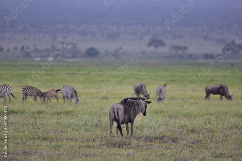 Wildebeest and zebra in the African savannah. National park in Kenya.
