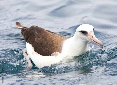 Obraz na płótnie Laysanalbatros, Laysan Albatross, Phoebastria immutabilis w salonie