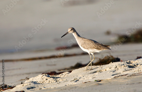 Willet; Western Willet; Catoptrophorus semipalmatus photo