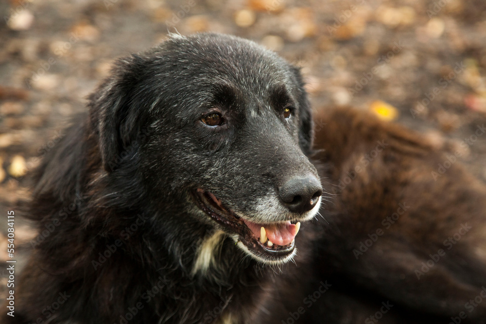 Fototapeta premium black dog portrait