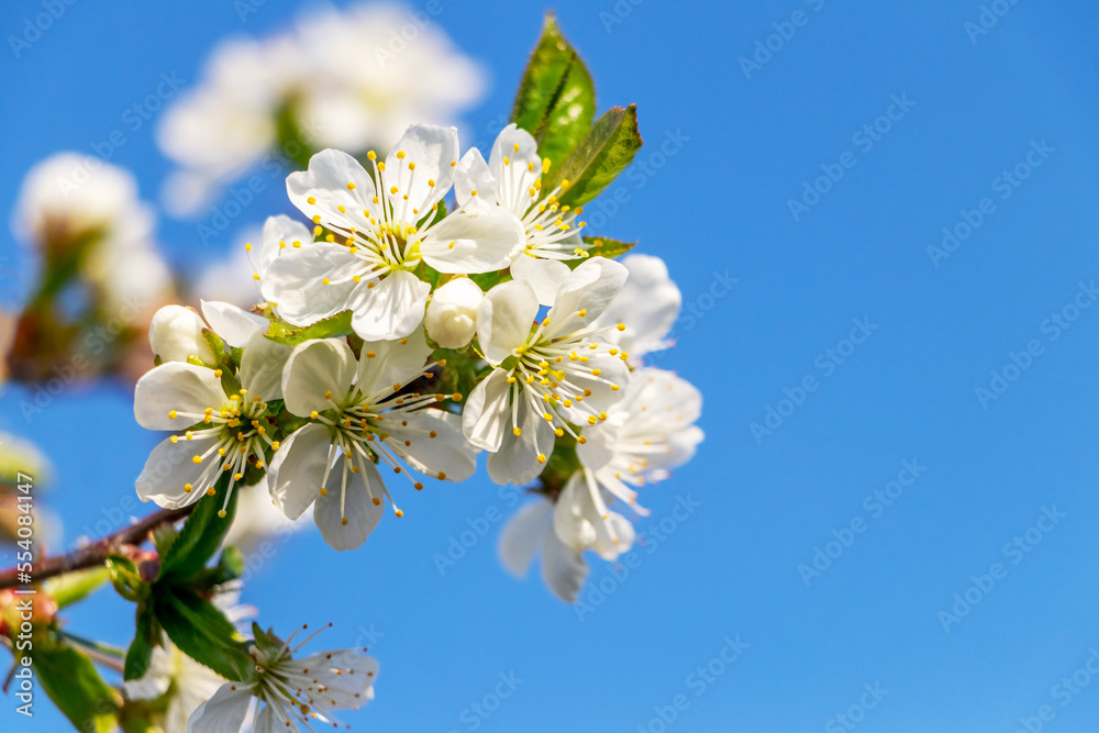 Cherry blossoms. Branch of cherry with white flowers on the background of the blue sky Cherry blossoms. Branch of cherry with white flowers on the background of the blue sky