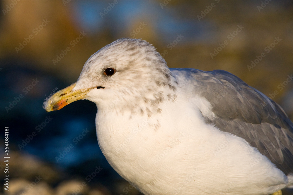 Californische Meeuw; California Gull; Larus californicu Californische Meeuw; California Gull; Larus californicu