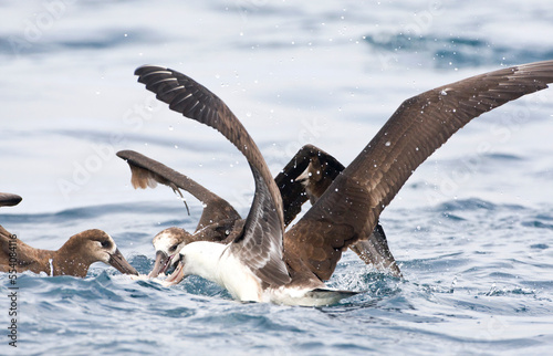 Laysanalbatros, Laysan Albatross, Phoebastria immutabilis photo