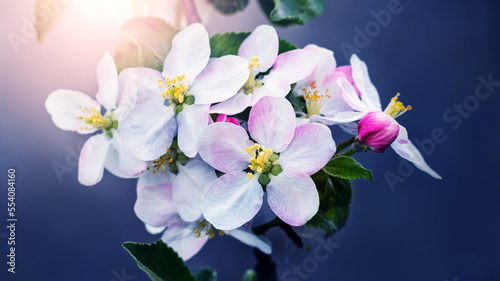 Blossoming apple tree. A branch of an apple tree with flowers on a dark blue background in sunny weather
