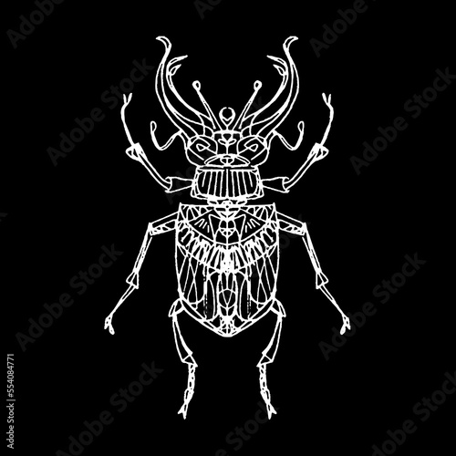 Vector linework sketchy insects for biology content, tattoos, t-shirt designs and other uses