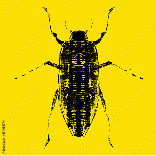 Vector linework sketchy insects for biology content, tattoos, t-shirt designs and other uses