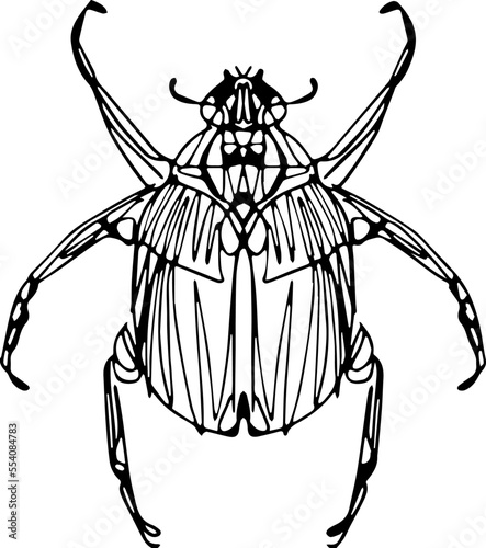 Vector linework sketchy insects for biology content, tattoos, t-shirt designs and other uses photo