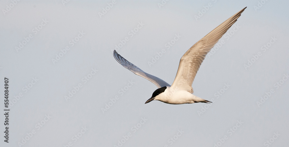 Lachstern, Gull-billed Tern, Gelochelidon nilotica Lachstern, Gull-billed Tern, Gelochelidon nilotica
