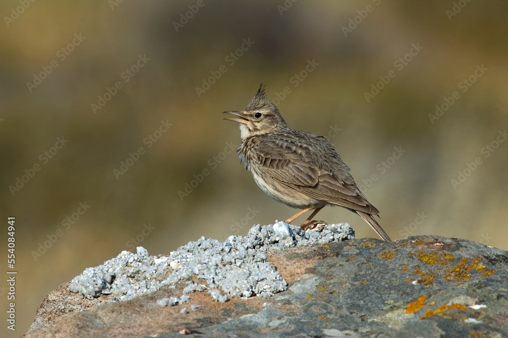 Crested Lark, Kuifleeuwerik, Galerida cristata Crested Lark, Kuifleeuwerik, Galerida cristata