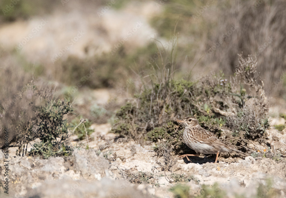 Duponts Leeuwerik, Dupont's Lark, Chersophilus duponti duponti Duponts Leeuwerik, Dupont's Lark, Chersophilus duponti duponti