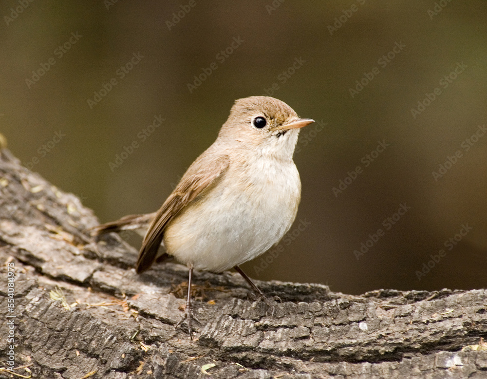 Obraz premium Red-breasted Flycatcher, Kleine Vliegenvanger, Ficedula parva
