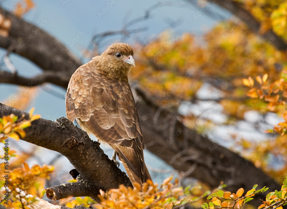 Chimango, Chimango Caracara, Milvago chimango Chimango, Chimango Caracara, Milvago chimango