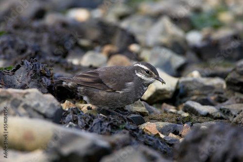 Grijsflankwipstaart, Grey-flanked Cinclode, Cinclodes oustaleti photo