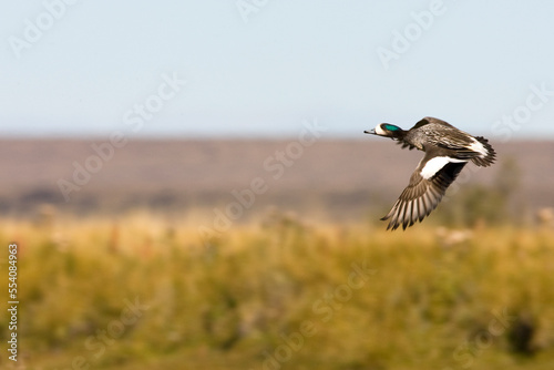 Chileense Smient, Chilean Wigeon, Anas sibilatrix photo