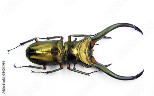 Fotografia, Obraz Stag beetle isolated on white