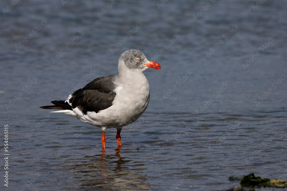 Dolfijnmeeuw, Dolphin Gull, Leucophaeus scoresbii Dolfijnmeeuw, Dolphin Gull, Leucophaeus scoresbii