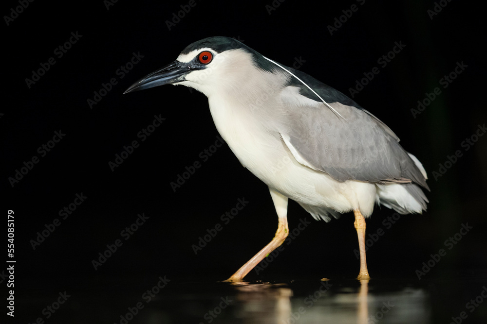 Kwak, Black-crowned Night Heron, Nycticorax nycticorax Kwak, Black-crowned Night Heron, Nycticorax nycticorax