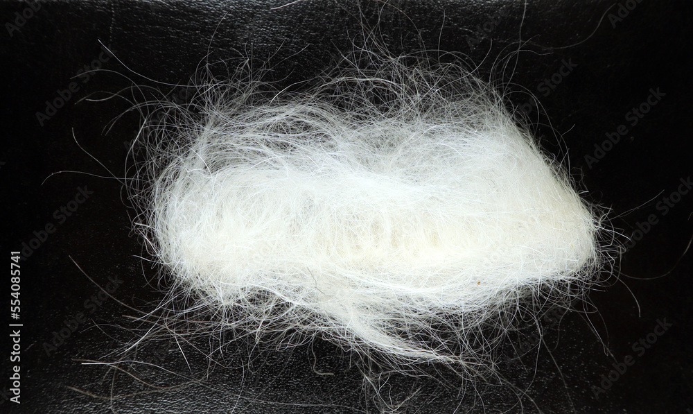 Clump of white wool of dog from comb isolated on black, white terrier fur, westie. Dog grooming Clump of white wool of dog from comb isolated on black, white terrier fur, westie. Dog grooming