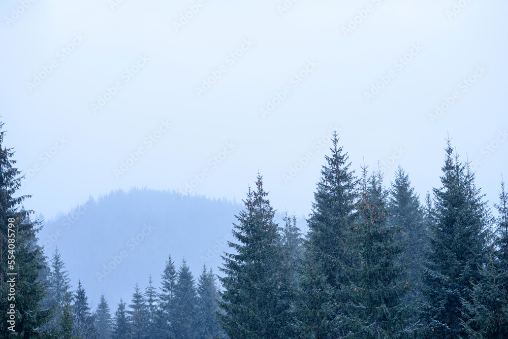 Beautiful winter green coniferous forest on the slopes of the mountains