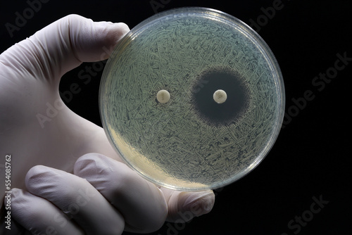 A doctor's or researcher's hand holding a Petri dish with a culture of bacteria on which an antibiotic disc test is performed. Antimicrobial resistance concept photo