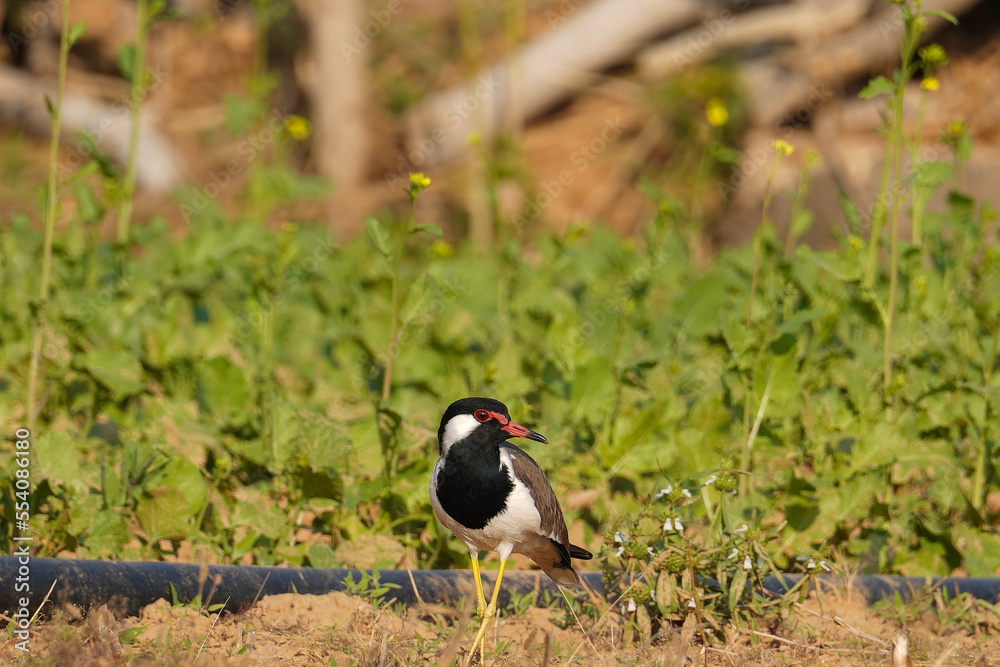 selective focus on red wattled lapwing selective focus on red wattled lapwing