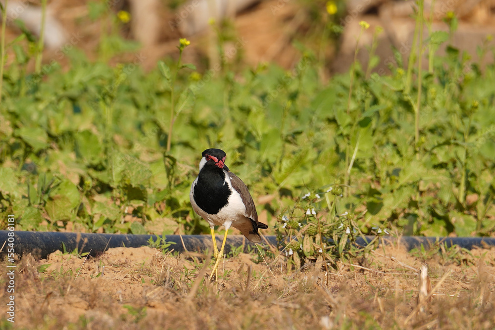 selective focus on red wattled lapwing selective focus on red wattled lapwing