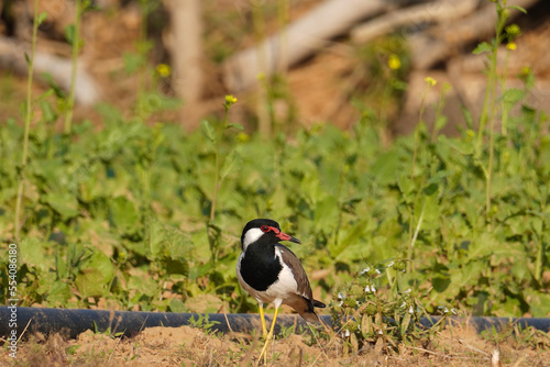 selective focus on red wattled lapwing