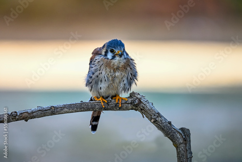Falco sparverius or American kestrel, also known as red hawk.
