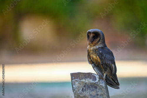 Strix huhula, commonly called the black tawny owl, is a nocturnal bird of prey in the Strigidae family. photo