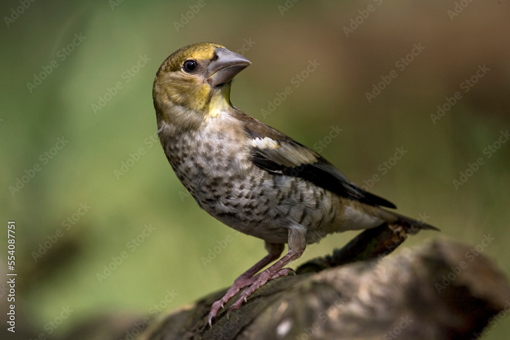 Appelvink, Hawfinch, Coccothraustes coccothraustes Appelvink, Hawfinch, Coccothraustes coccothraustes