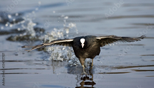 Meerkoet, Eurasian Coot, Fulica atra photo