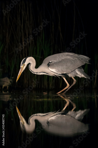 Blauwe Reiger, Grey Heron, Ardea cinerea