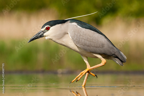 Foto Kwak, Black-crowned Night Heron, Nycticorax nycticorax