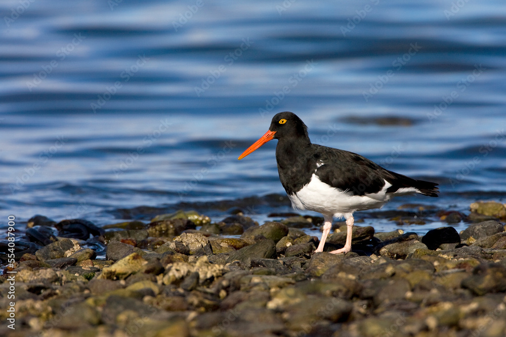 Magelhaenscholekster, Magellanic Oystercatcher, Haematopus leucopodus Magelhaenscholekster, Magellanic Oystercatcher, Haematopus leucopodus