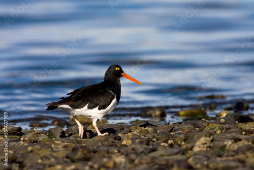 Magelhaenscholekster, Magellanic Oystercatcher, Haematopus leucopodus