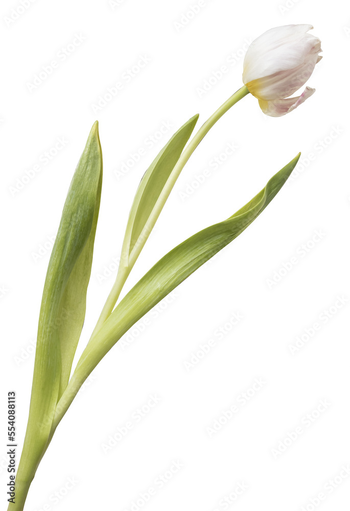 Fototapeta premium Wwhite tulips isolated on transparent background.