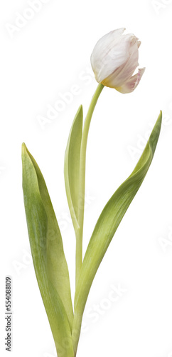 Wwhite tulips isolated on transparent background.