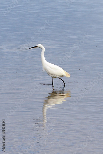 The white heron, of the order of the waders, is the majestic bird of our ponds and streams easily recognizable by its way of hunting with its slow gait and its powerful beak ready to catch its prey.