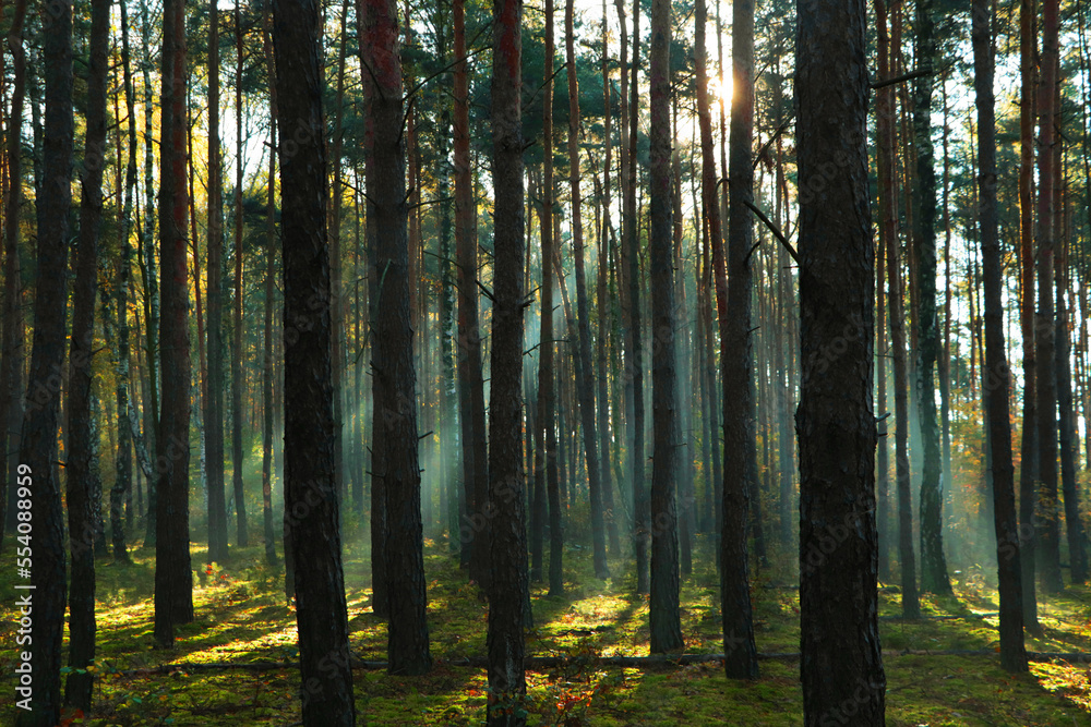 Fototapeta premium Majestic view of forest with sunbeams shining through trees in morning