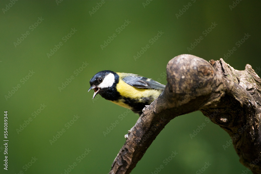 Fototapeta premium Koolmees, Great Tit, Parus major