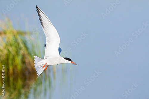 Common Tern, Sterna hirundo