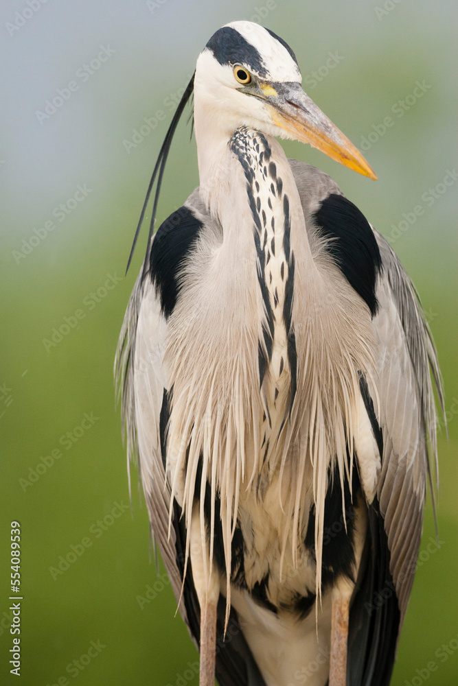 Fototapeta premium Blauwe Reiger, Grey Heron, Ardea cinerea