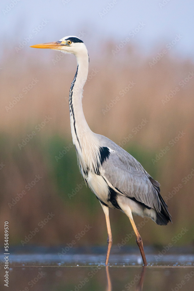 Fototapeta premium Blauwe Reiger, Grey Heron, Ardea cinerea