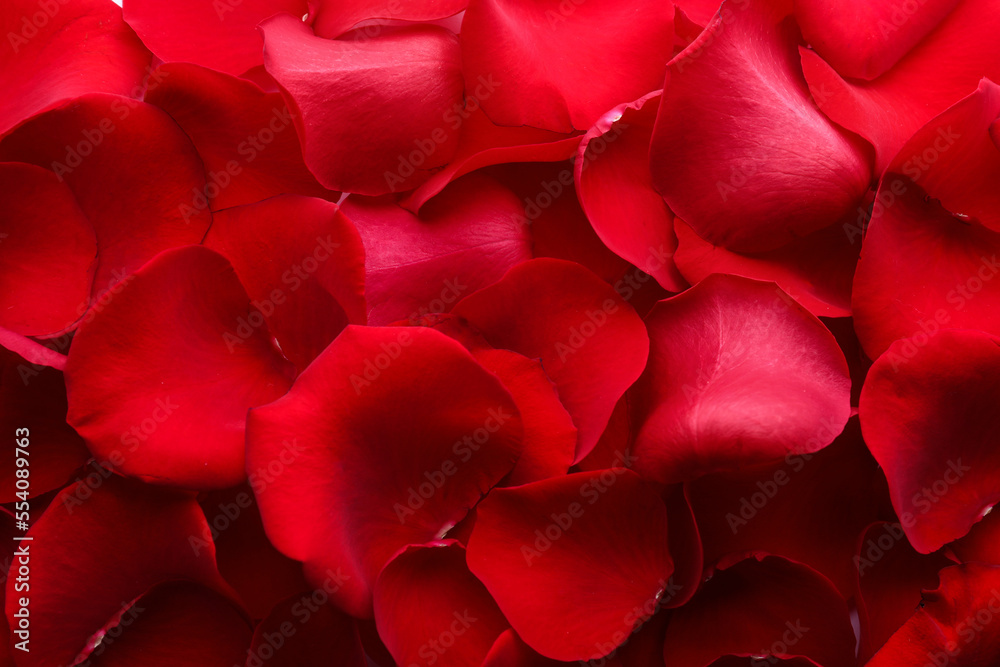 Red rose petals as background, closeup view